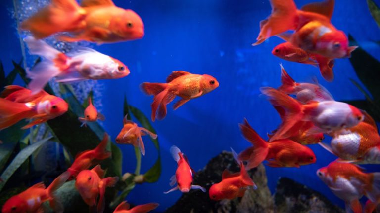 15 Beginner Friendly Goldfish Breeds: A Comprehensive Guide
