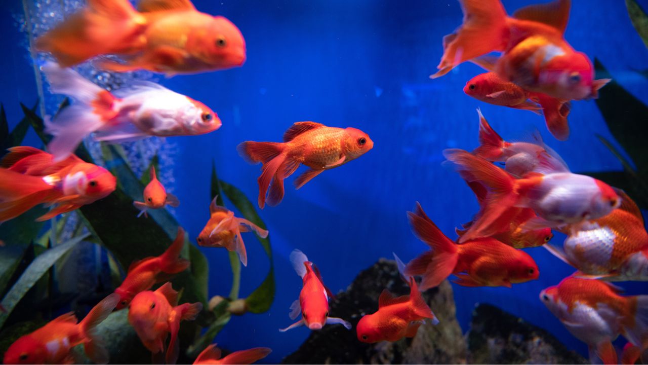 goldfish breeds