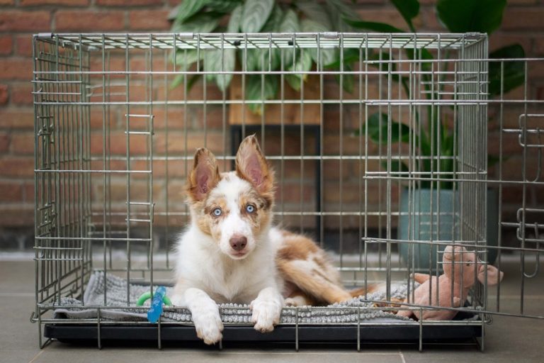 Finding the Perfect Dog Crate for Winter Months for Your Pet Dog
