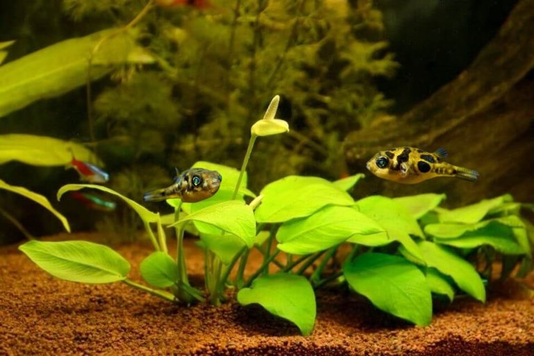 14 Best Pea Puffer Tank Mates for Your Home Aquarium