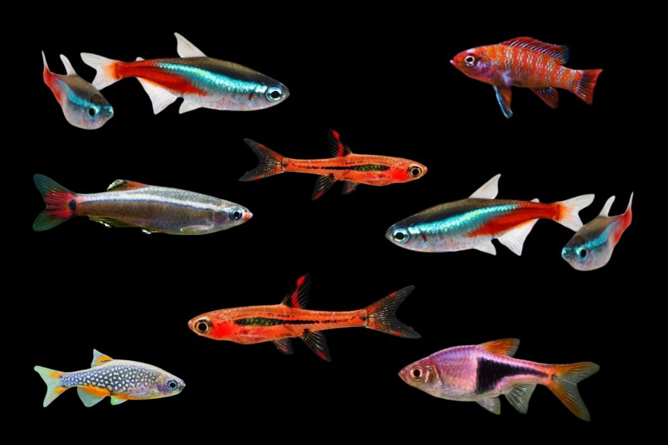 best nano fish species